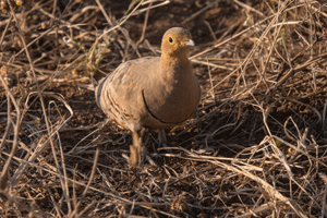 Chestnut-bellied Sandgrouse