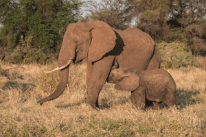 African Bush Elephants