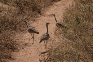 White-bellied Bustard