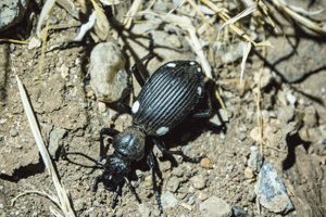 Athia hexasticta