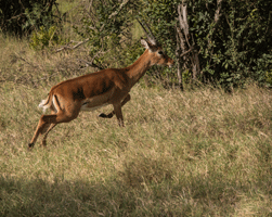 Impala