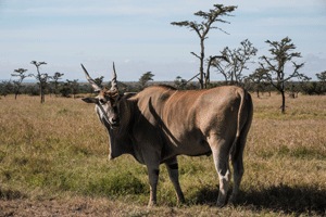 Kudu