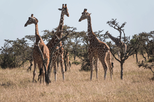 Northern Giraffe