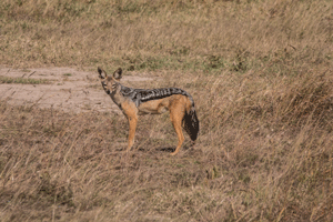 Black-back Jackal