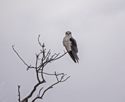 Black-winged Kite