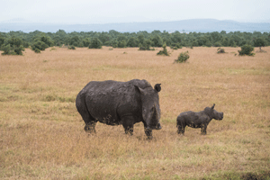 White Rhion and Calf