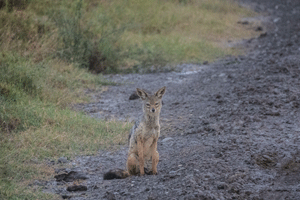 Black-back Jackal