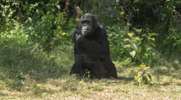 Chimpanzee