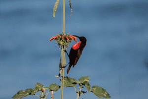 Scarlet-chested Sunbird