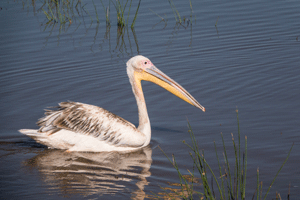 Great White Pelican