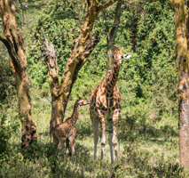 Masai Giraffe and Calf < 1 day