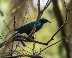 Burchell's Starling