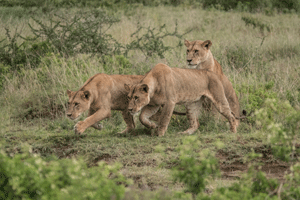 Lionesses