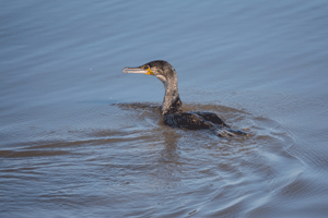 Great Cormorant