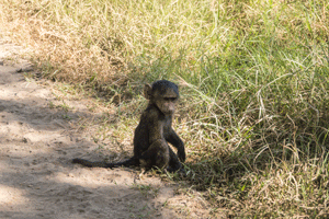 Olive Baboon infant