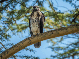 Augur Buzzard