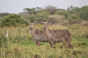 Waterbuck