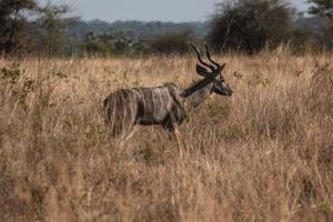 Lesser Kudu