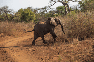 African Bush Elephant