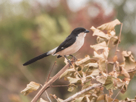 Long-tailed Fiscal