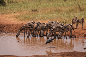 Plain's Zebra