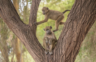 Vervet Monkey