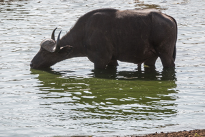 Cape Buffalo