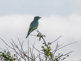 European Roller