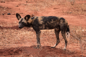 African Wild Dog