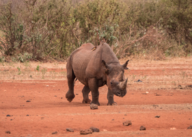 Black Rhino