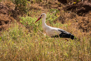 White Stork