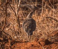 Buff Crested Bustard