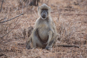 Baboon