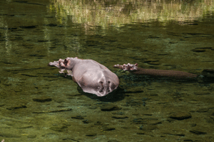 Hippo,Mzima Springs