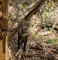 Sykes Monkey, Mzima Springs