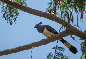 White-bellied Go-away Bird