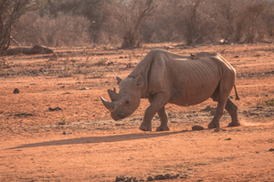 Black Rhino