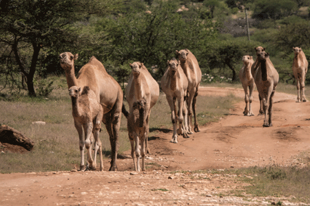 Dromedary Camels