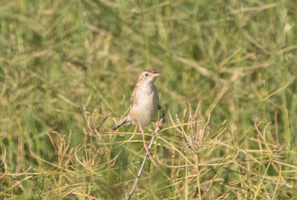 Zitting Cisticola