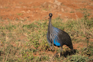 Vulturine Guineafowl