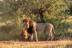 Lions