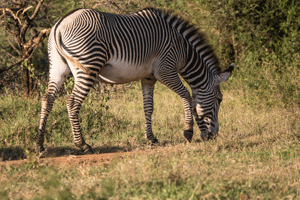 Grevy's Zebra