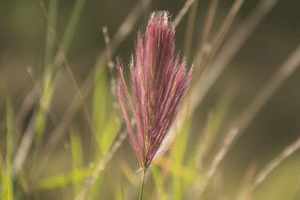 Tetrapogon Roxburghiana