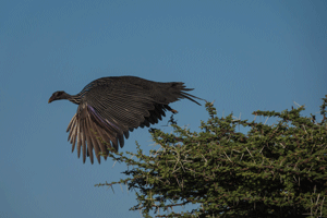 Flying Vulturine Guineafowl