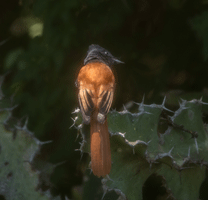 African Paridise Flycatcher