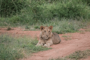 Lioness