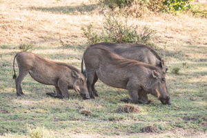 Common Warthog