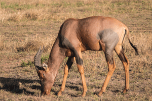 Common Tsessebe