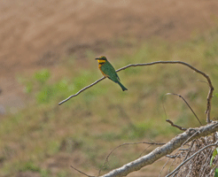 Little Bee-eater