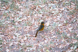 White-browed Robin-chat